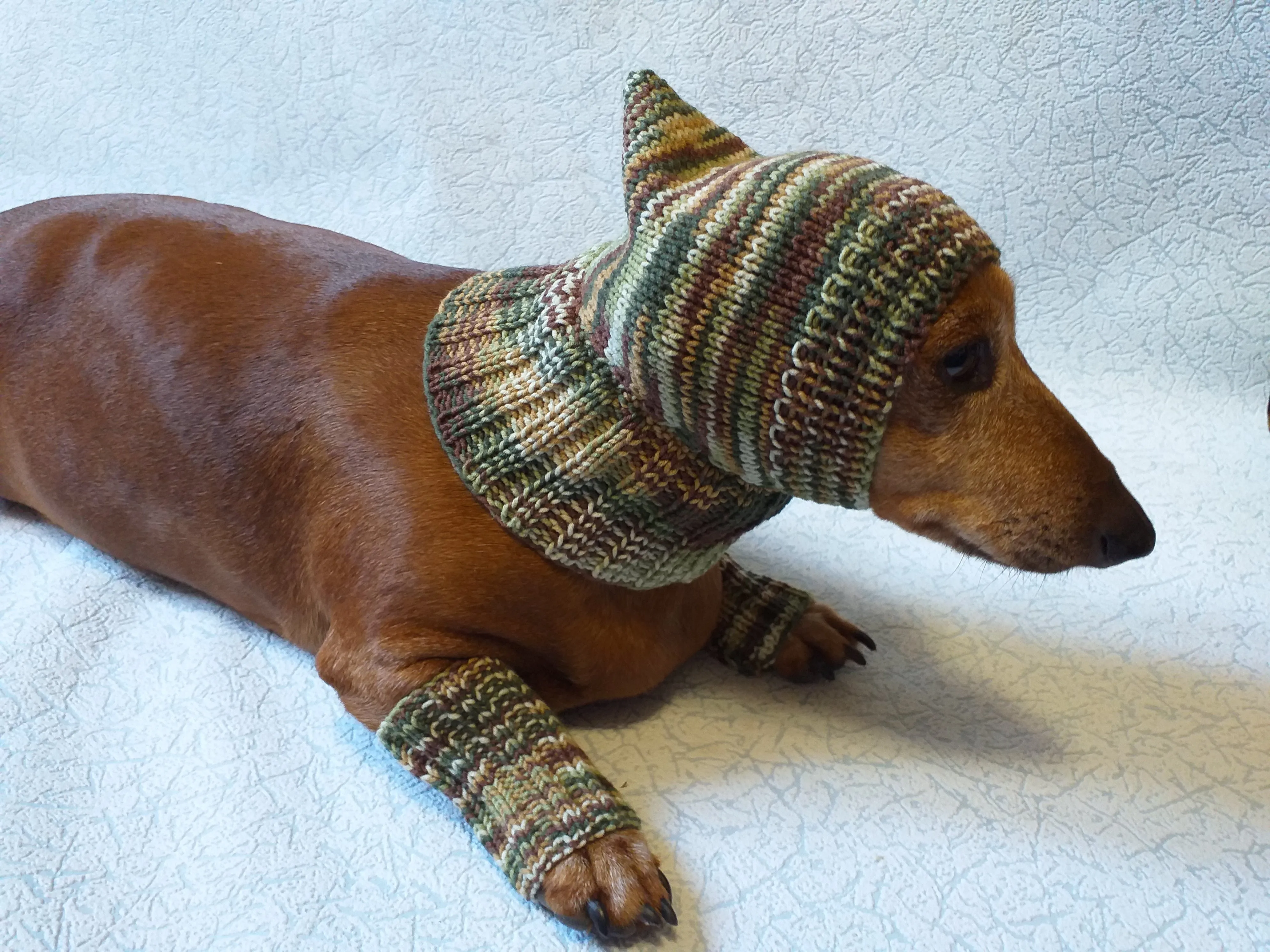 Camouflage kit hat and leggings for dogs, Military kit for dachshunds