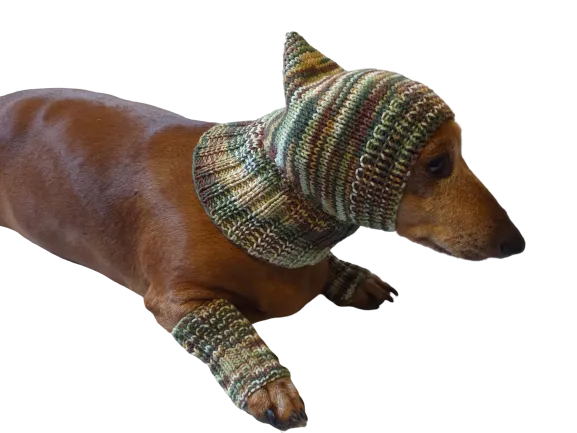 Camouflage kit hat and leggings for dogs, Military kit for dachshunds